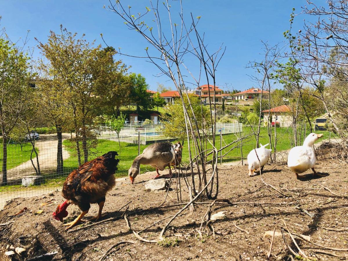 塞洛里库迪巴什图Casa Da Quinta Da Prelada Simao别墅 外观 照片